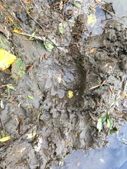 Ursus arctos middendorffi