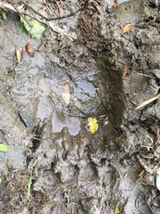 Ursus arctos middendorffi