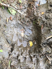 Ursus arctos middendorffi