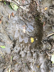 Ursus arctos middendorffi