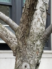 Malus