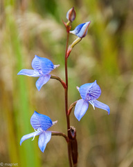 Disa venusta