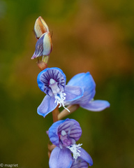 Disa venusta