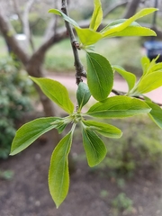 Malus