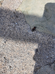 Ronisia brutia