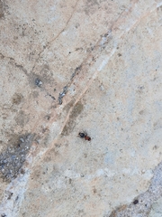 Ronisia brutia