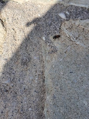 Ronisia brutia