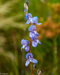Disa venusta