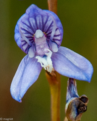 Disa venusta