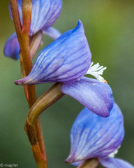 Disa venusta