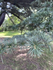 Cedrus