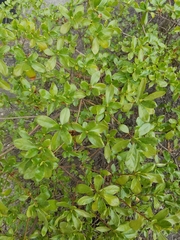 Rhododendron