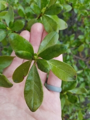 Rhododendron