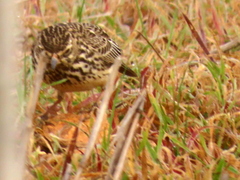 Galerida magnirostris magnirostris