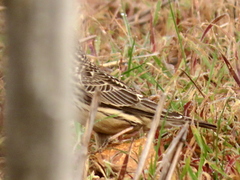 Galerida magnirostris magnirostris