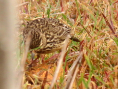 Galerida magnirostris magnirostris