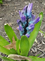 Hyacinthus