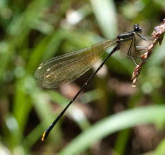 Allocnemis leucosticta