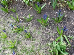 Hyacinthus