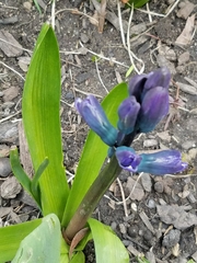 Hyacinthus