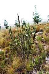 Aspalathus shawii shawii