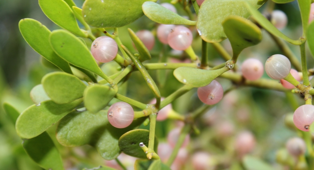 Cryptic Mistletoe