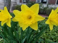 Narcissus pseudonarcissus