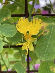 Tropaeolum peregrinum