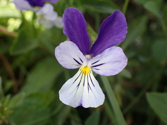 Viola lutea lutea