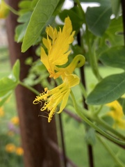 Tropaeolum peregrinum