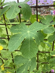 Tropaeolum peregrinum