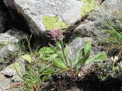Erigeron uniflorus