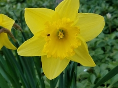 Narcissus pseudonarcissus