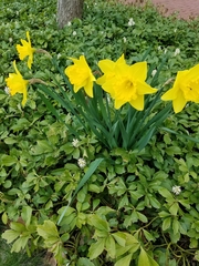 Narcissus pseudonarcissus