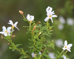 Chaenostoma integrifolium