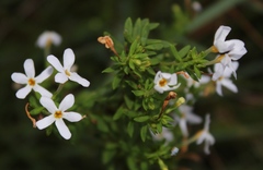 Chaenostoma integrifolium