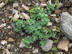 Veronica telephiifolia glareosa