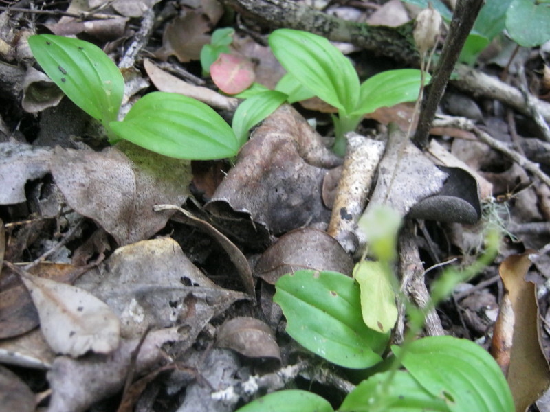 Liparis remota