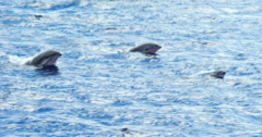 Lagenodelphis hosei