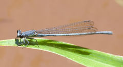Pseudagrion spernatum natalense
