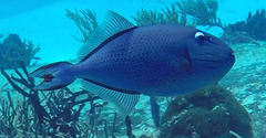 Xanthichthys ringens