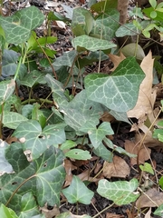Hedera helix