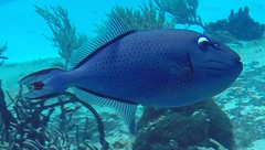 Xanthichthys ringens