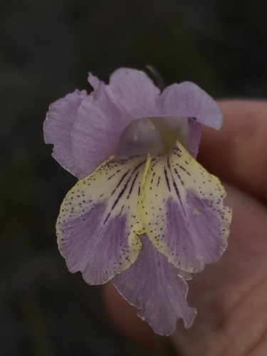 Image of Gladiolus mutabilis by (c) kevin koen, some rights reserved (CC BY-SA)