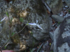 Lobelia pubescens incisa