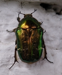 Cetonia aurata