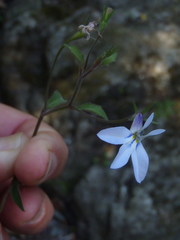Lobelia pubescens incisa