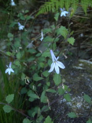 Lobelia pubescens incisa