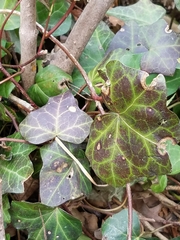 Hedera helix