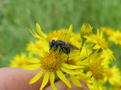Cheilosia caerulescens